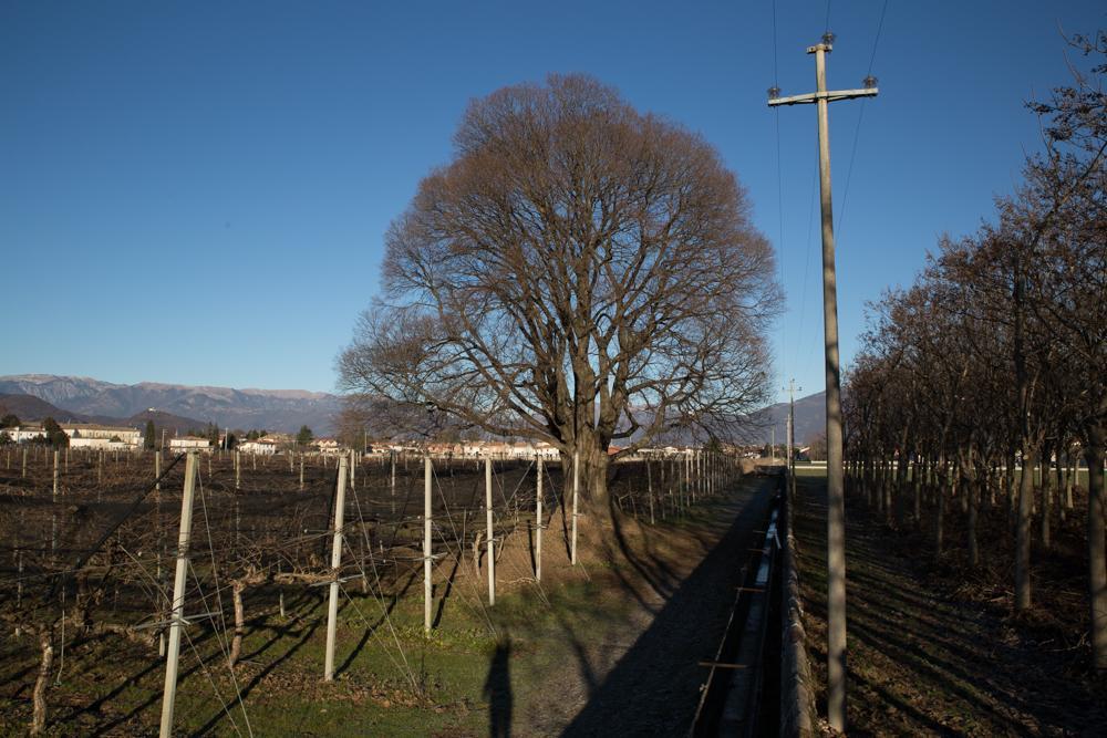 Crocetta del MontelloAl Bagolaro住宿加早餐旅馆 外观 照片