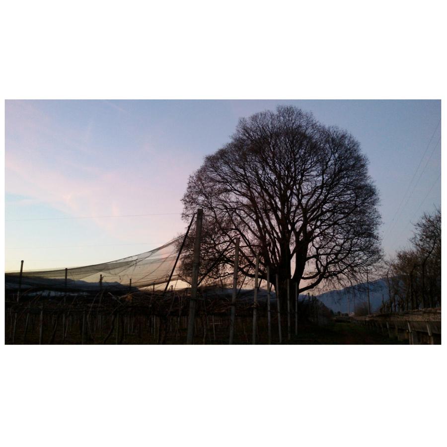 Crocetta del MontelloAl Bagolaro住宿加早餐旅馆 外观 照片